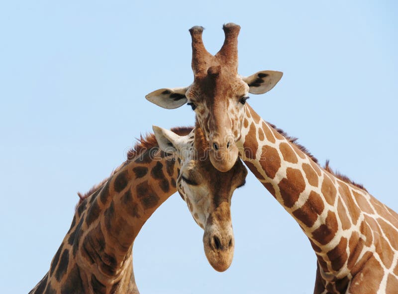 Giraffe Couple In Love Stock Images - Image: 5467734