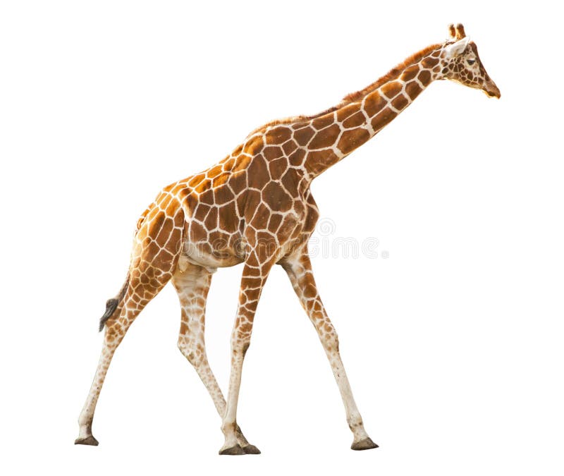 Giraffe D'isolement Sur Le Fond Blanc Photo stock Image du blanc