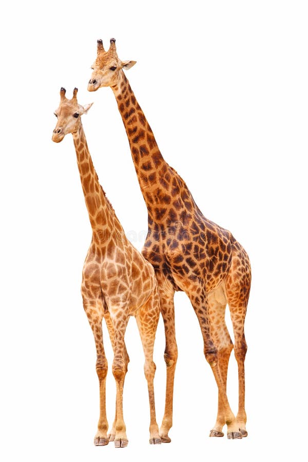Giraffe delle coppie