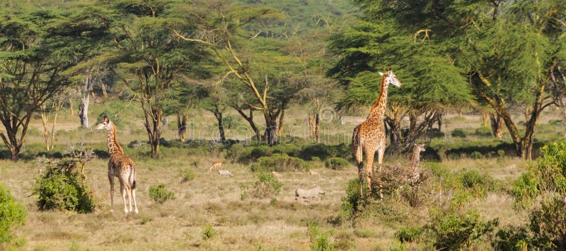 Giraffe In Der Afrikanischen Savannenwild Lebenden Tieren Stockbild