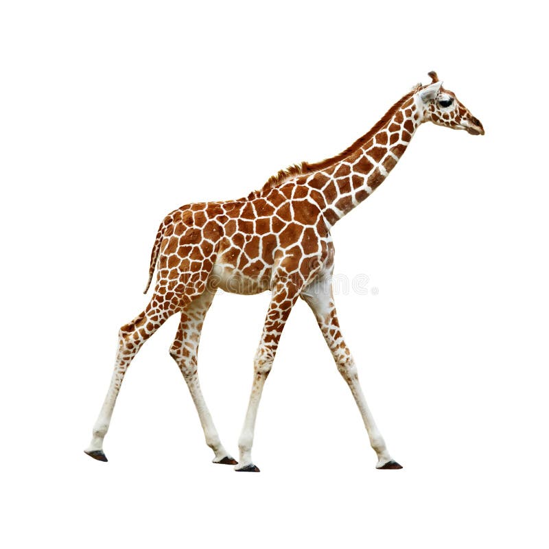Giraffe do bebê isolado