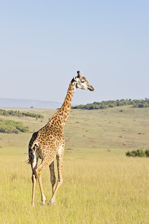 Giraffe do Masai imagem de stock royalty free Giraffe do Masai imagem de stock royalty free