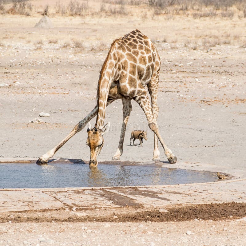 Giraffe Drinking stock photo. Image of long, outdoors - 107616728