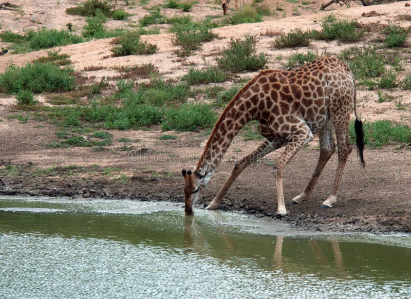 Giraffe drinking in Kruger National Park.