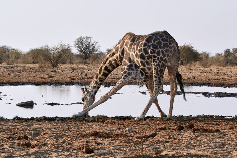 225 Giraffe Bending Neck Stock Photos - Free & Royalty-Free Stock