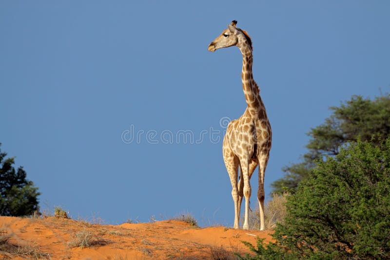 Giraffe, désert de Kalahari, Afrique du Sud photos libres de droits Giraffe, désert de Kalahari, Afrique du Sud photos libres de droits