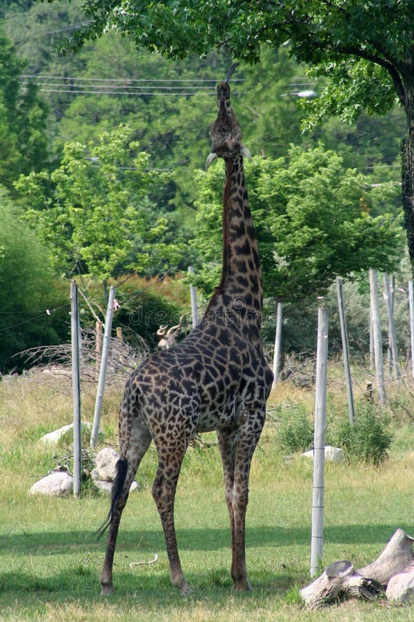 Giraffe eating