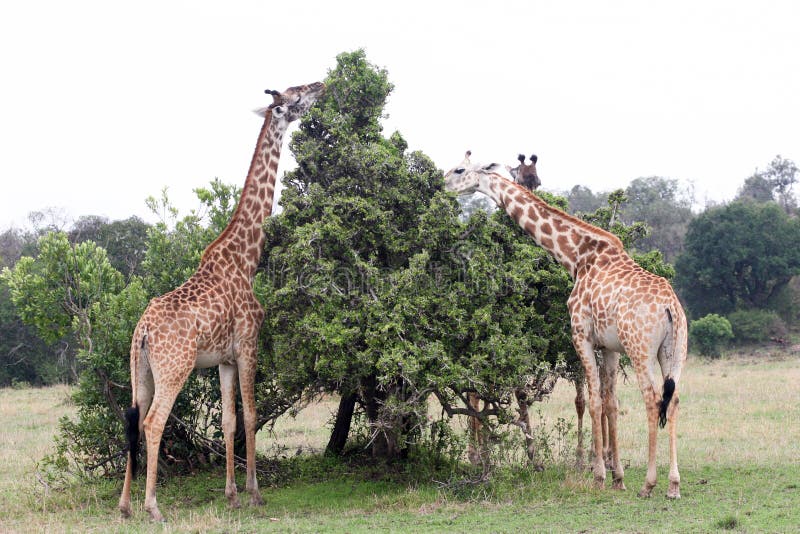 Giraffe eating