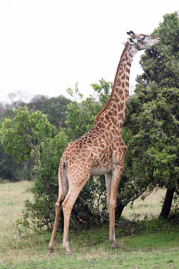 Giraffe eating