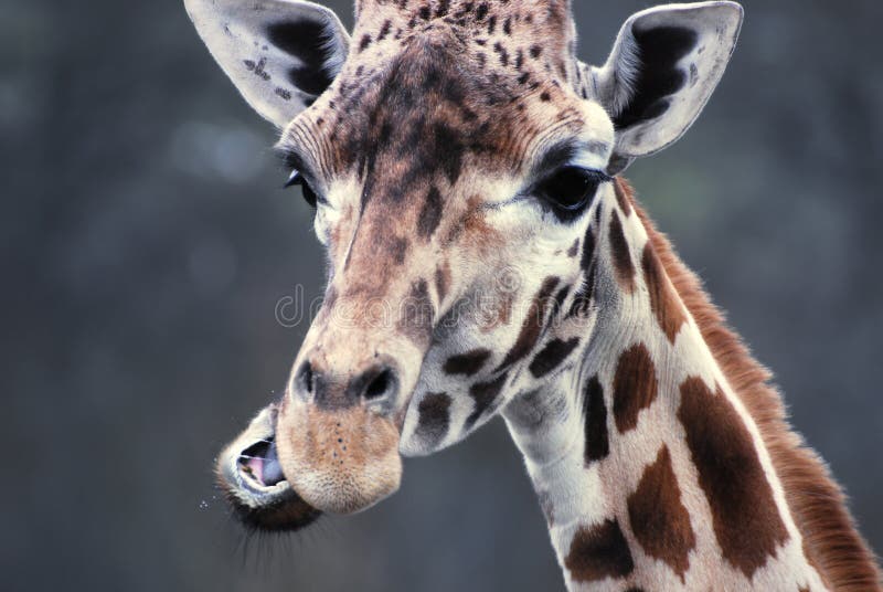 Giraffe eating