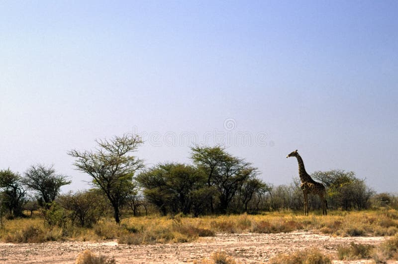 Giraffe eating