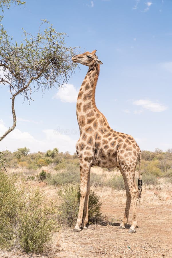 A Giraffe eating leafs in the Franklin Nature Reserve on Naval Hill in Bloemfontein, South Africa