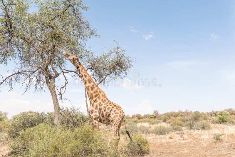 A Giraffe eating leafs in the Franklin Nature Reserve on Naval Hill in Bloemfontein, South Africa