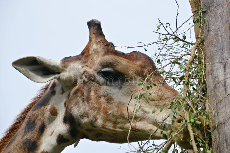 Herbivores Eating Plants Stock Photos Free & RoyaltyFree Stock