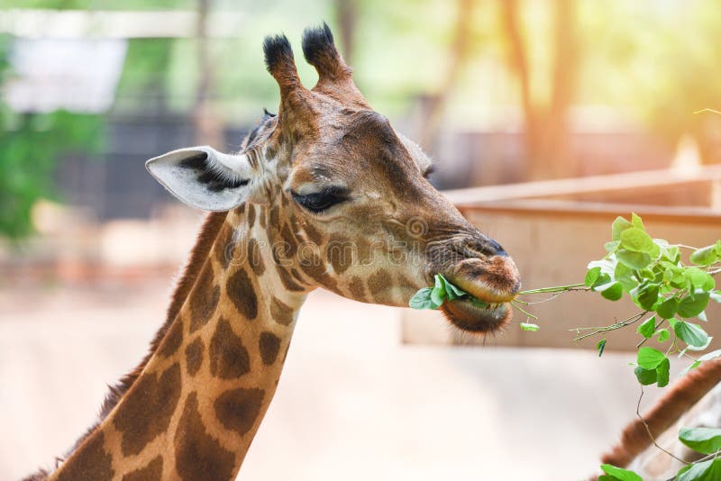 Giraffe eating leaves - Close up of a giraffe africa in the national park