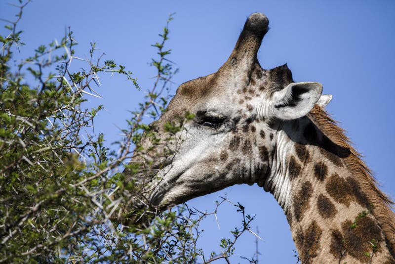 South African Giraffe Eating