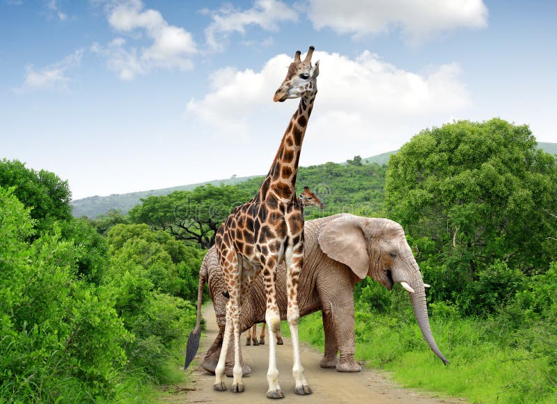 Giraffe and elephants stock photo. Image of elegant, africa 41767410