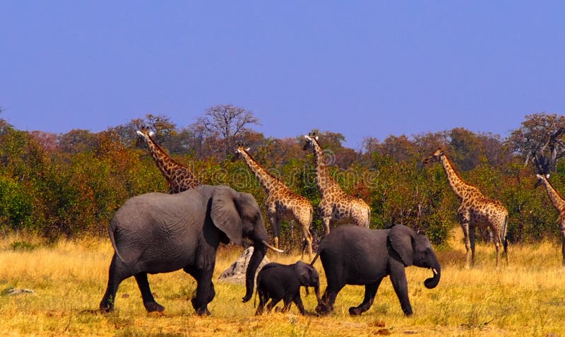 giraffe safari elephant