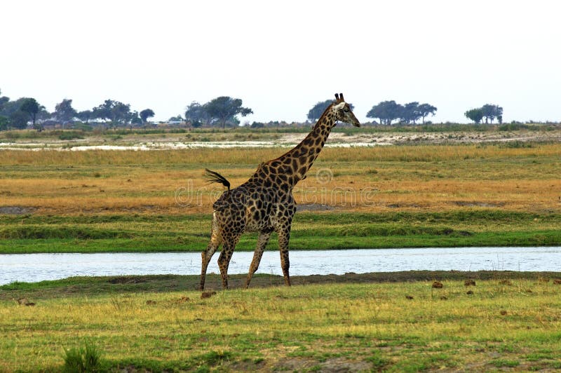 Giraffe em um rio imagens de stock Giraffe em um rio imagens de stock