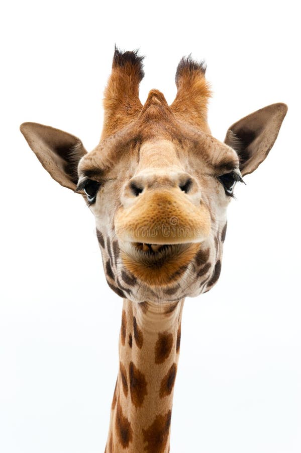 Giraffe engraçado