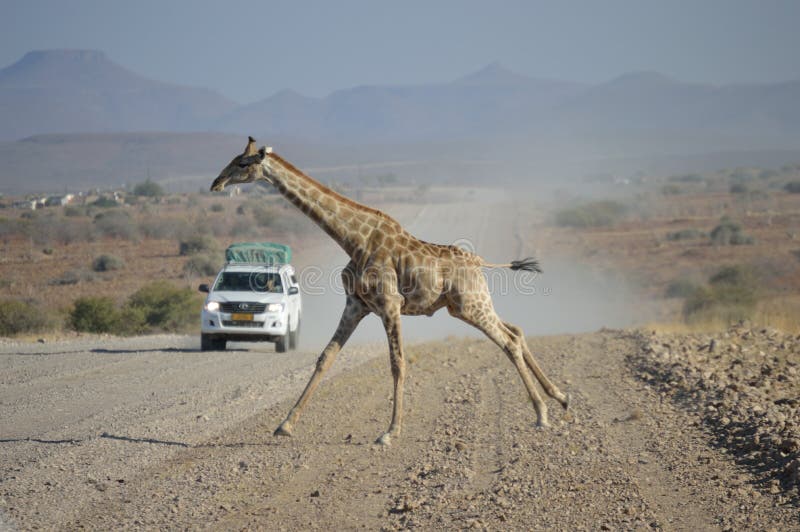 GIRAFFE IN ETOSHA NATIONAL PARK NAMIBIA