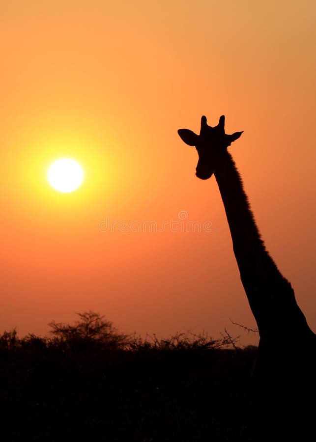 Giraffe in Etosha national reserve