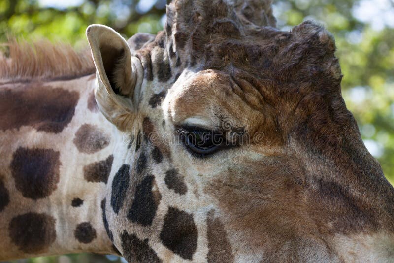 Giraffe Eye Close Up