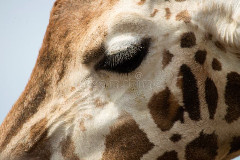 Giraffe Face stock photo Giraffe Face stock photo