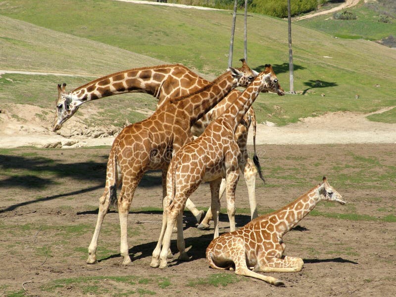 Giraffe Family