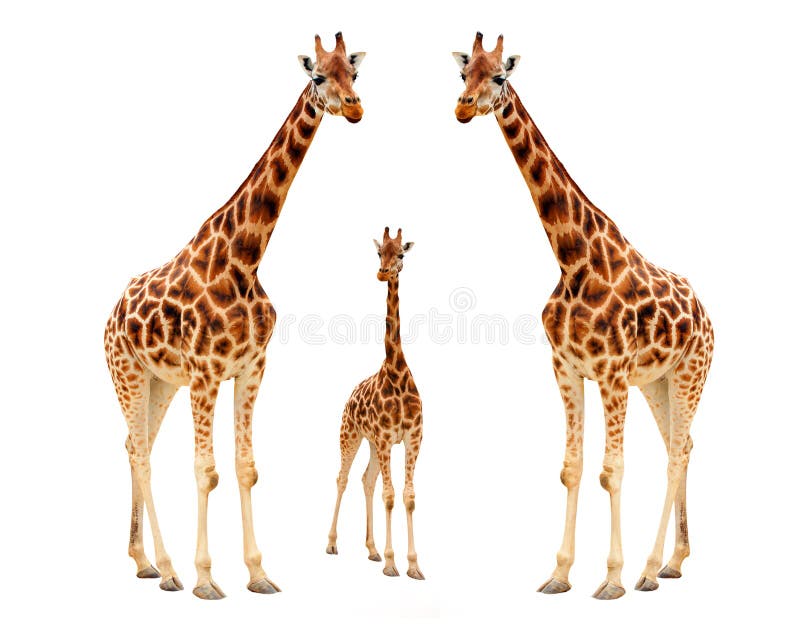 Giraffe family - isolated on white background