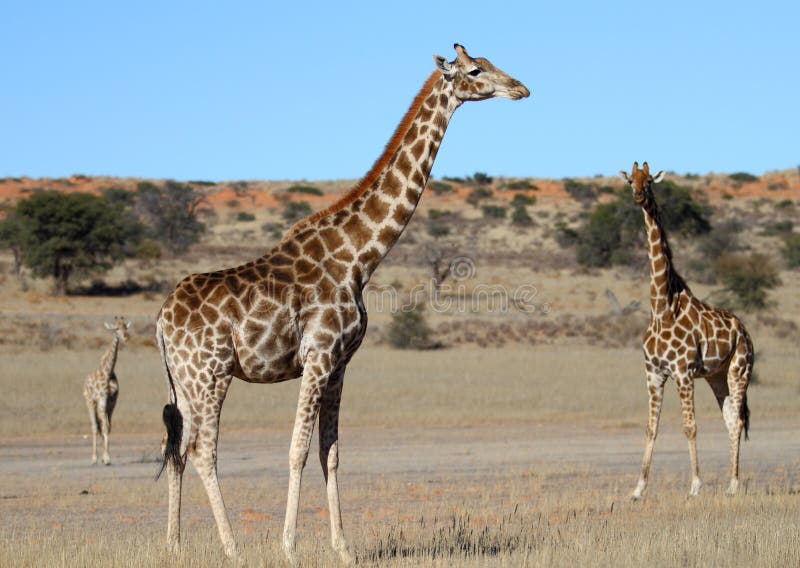 A Giraffe family in the kalahari photographed in South Africa.