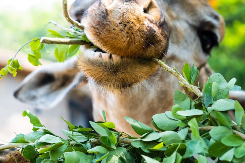 giraffe Fazendo uma cara engraçada como mastiga O conceito dos animais no jardim zoológico Jardim zoológico de Pattaya, Tailândia fotografia de stock giraffe Fazendo uma cara engraçada como mastiga O conceito dos animais no jardim zoológico Jardim zoológico de Pattaya, Tailândia fotografia de stock