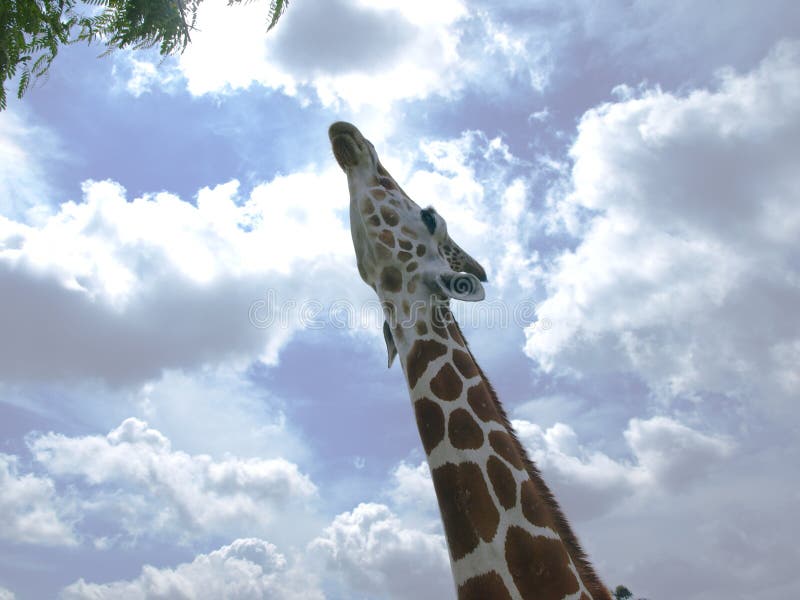 Giraffe feeding on tree