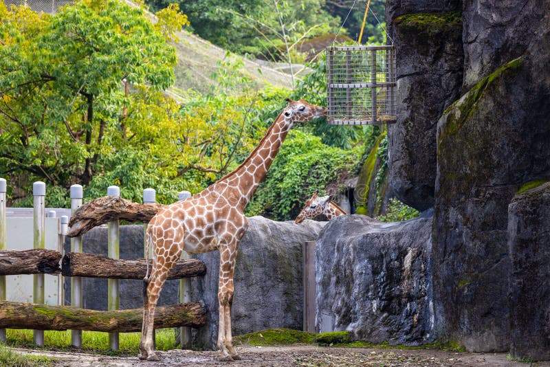 Giraffe Feeding in Zoo Park Stock Image - Image of high, natural: 265545311