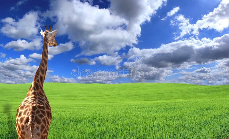 Giraffe in field