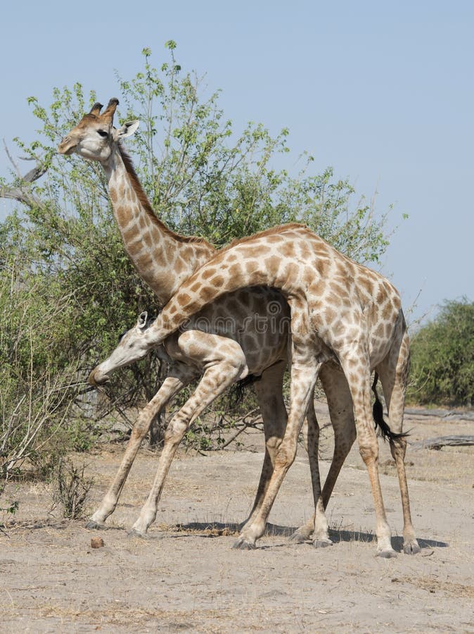 Giraffe fighting stock image