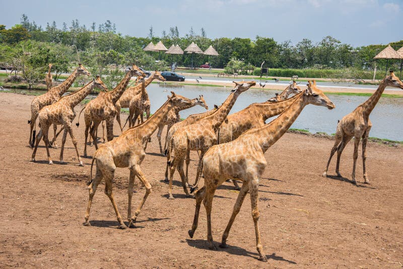 safari world bangkok giraffe