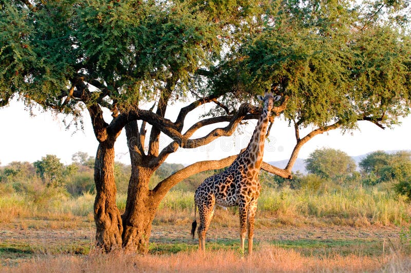 Giraffe fotografiert im Hinterland im Sambia