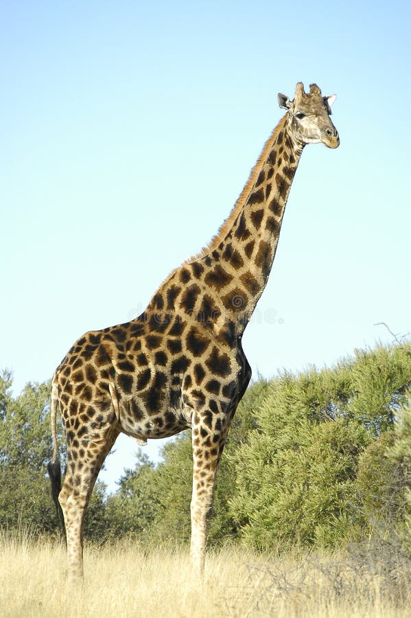 Giraffe, Franklin Nature Reserve on Naval Hill in Bloemfontein, South Africa. Giraffe, Franklin Nature Reserve on Naval Hill in Bloemfontein, South Africa