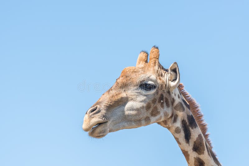 A Giraffe in the Franklin Nature Reserve on Naval Hill in Bloemfontein, South Africa