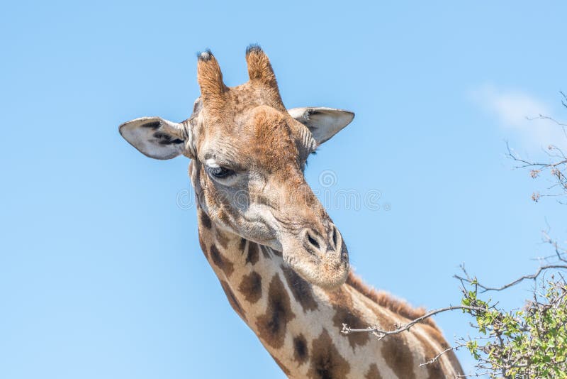 A Giraffe in the Franklin Nature Reserve on Naval Hill in Bloemfontein, South Africa