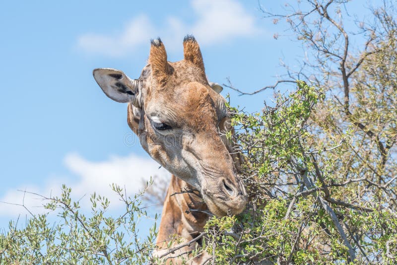 A Giraffe in the Franklin Nature Reserve on Naval Hill in Bloemfontein, South Africa