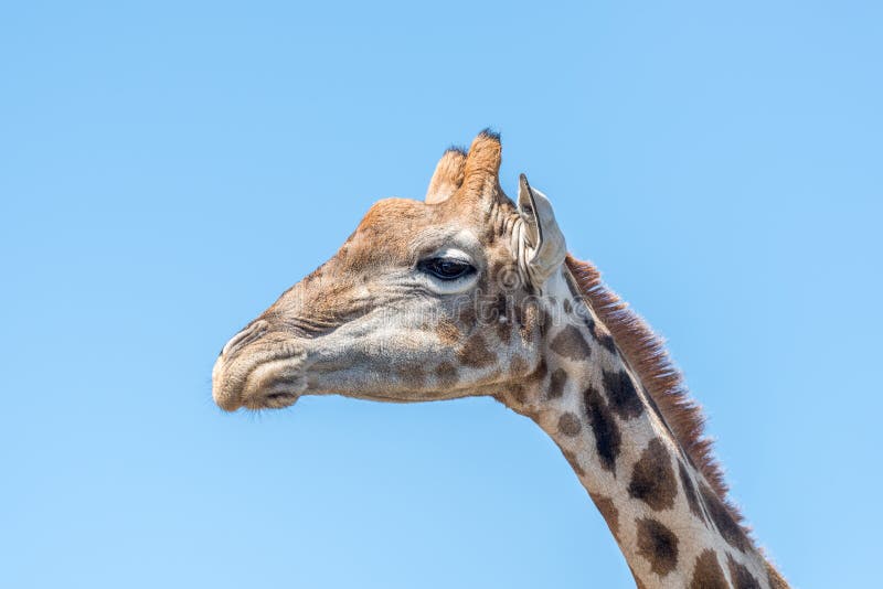 A Giraffe in the Franklin Nature Reserve on Naval Hill in Bloemfontein, South Africa