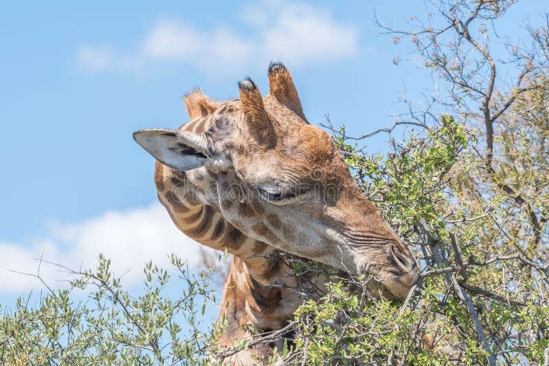 A Giraffe in the Franklin Nature Reserve on Naval Hill in Bloemfontein, South Africa