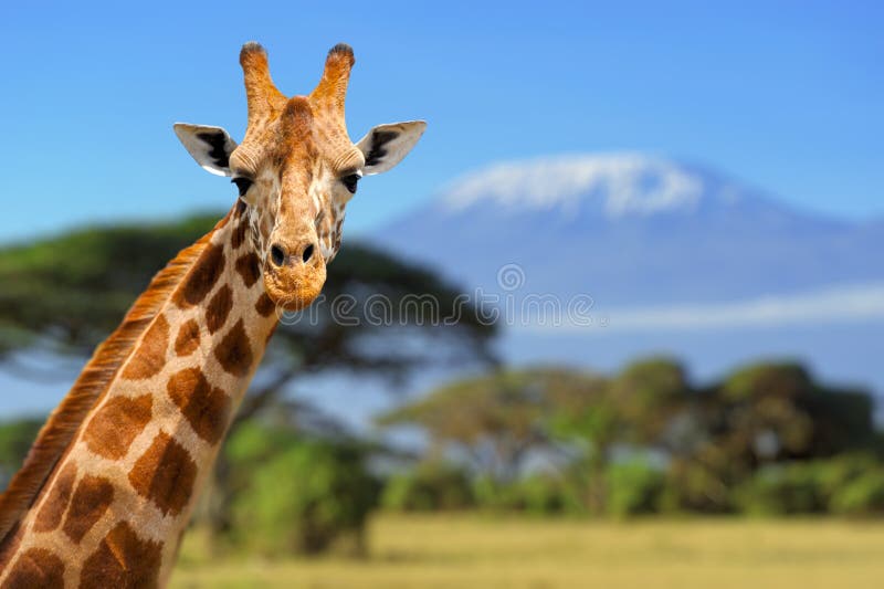 64,927 Giraffe Stock Photos - Free & Royalty-Free Stock Photos from Dreamstime 64,927 Giraffe Stock Photos - Free & Royalty-Free Stock Photos from Dreamstime