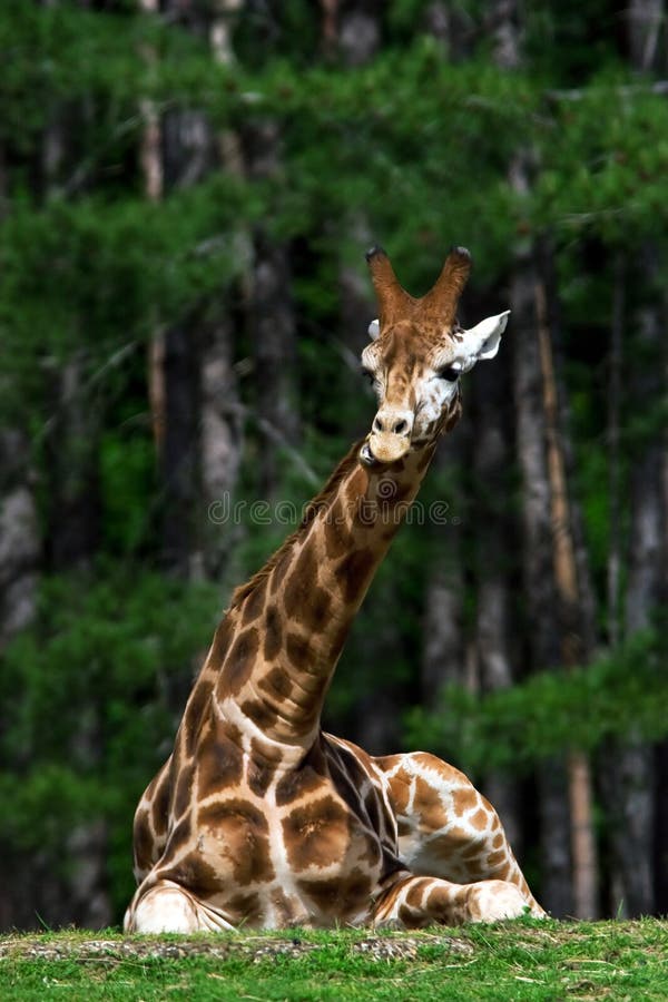 Giraffe with funny expression