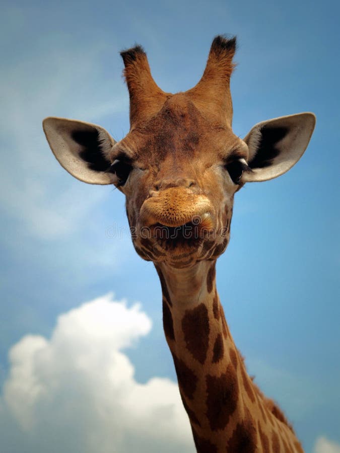 Giraffe with a funny expression