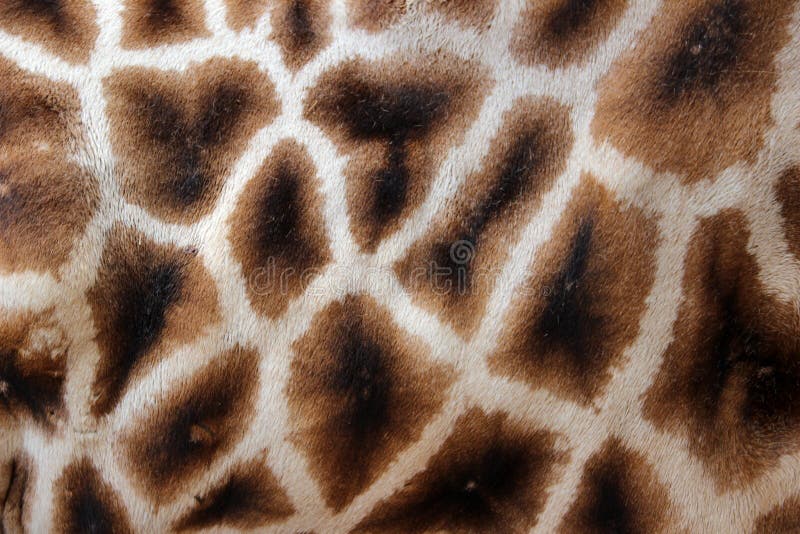 Giraffe fur stock image Giraffe fur stock image