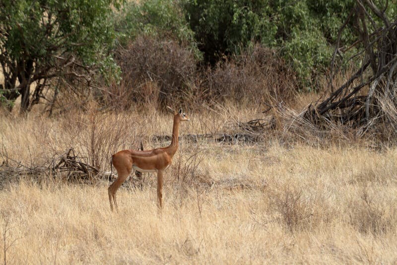 Giraffe gazelles in the savannah of Kenya royalty free stock photography Giraffe gazelles in the savannah of Kenya royalty free stock photography