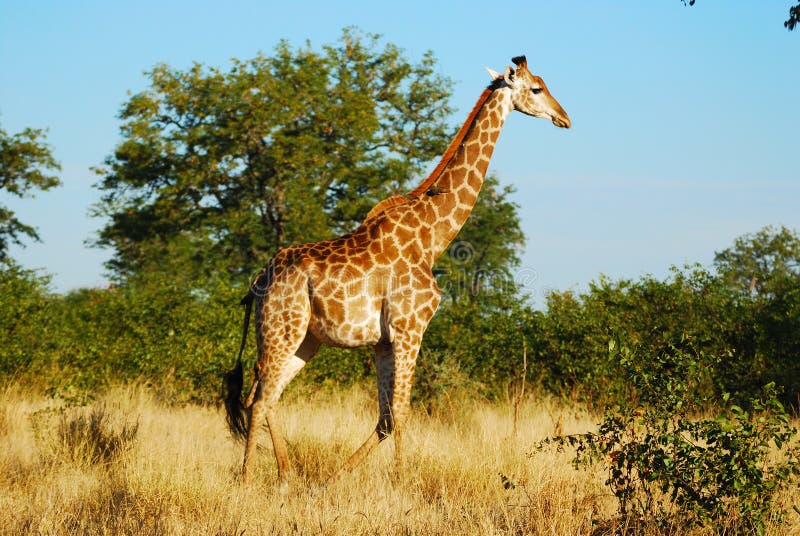 giraffe giraffa camelopardalis στοκ φωτογραφίες giraffe giraffa camelopardalis στοκ φωτογραφίες